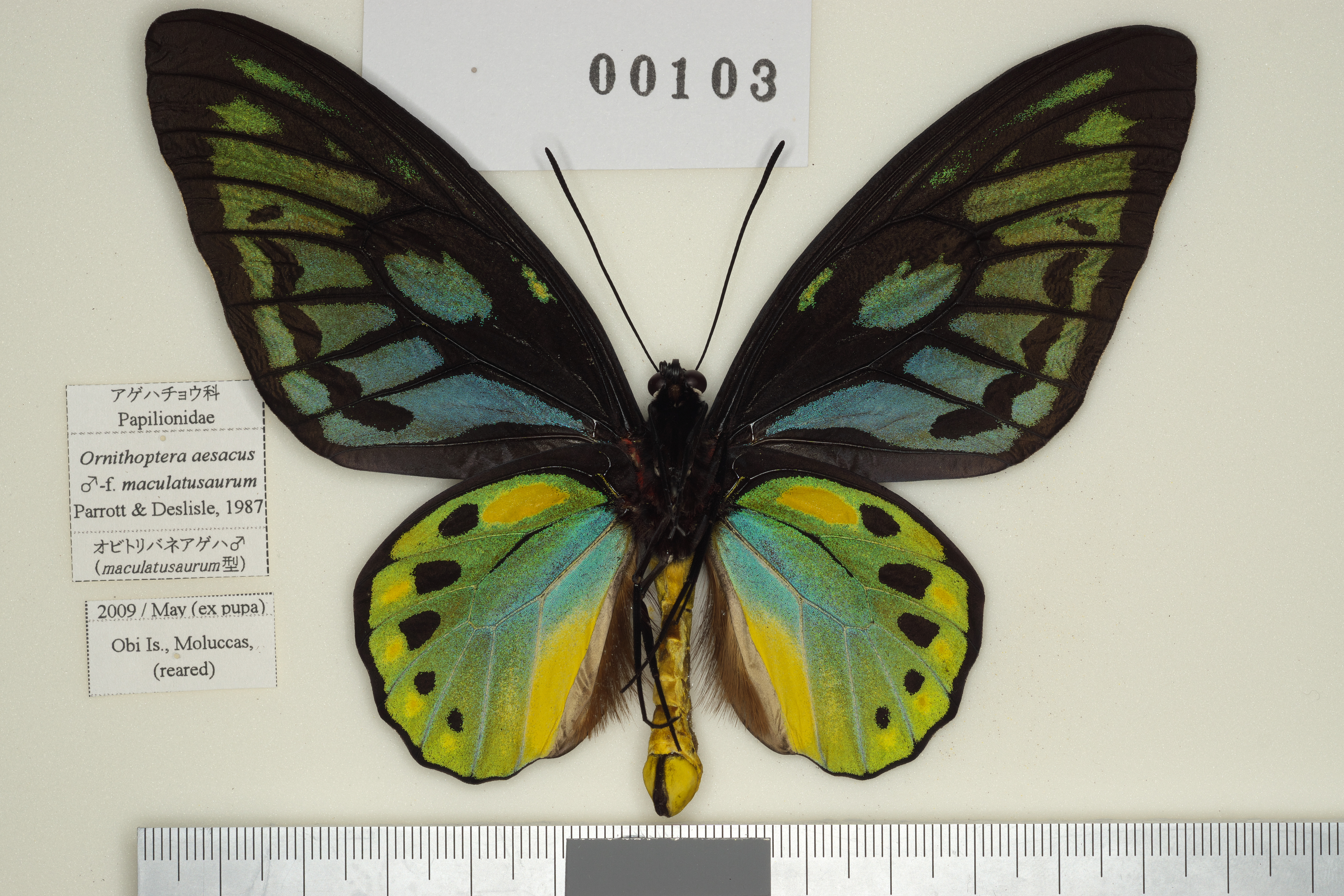 013-00103 | トリバネアゲハデジタル大図鑑（大屋崇コレクション）